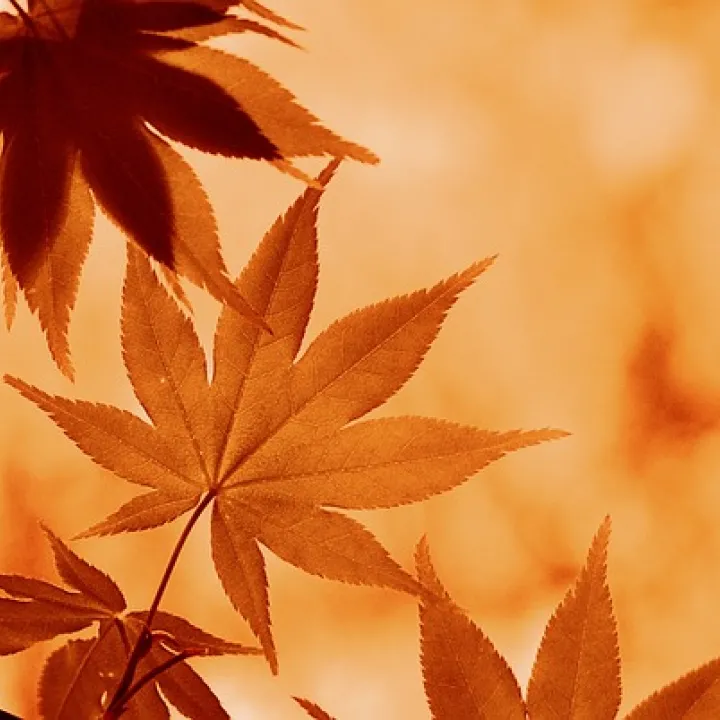 Automne