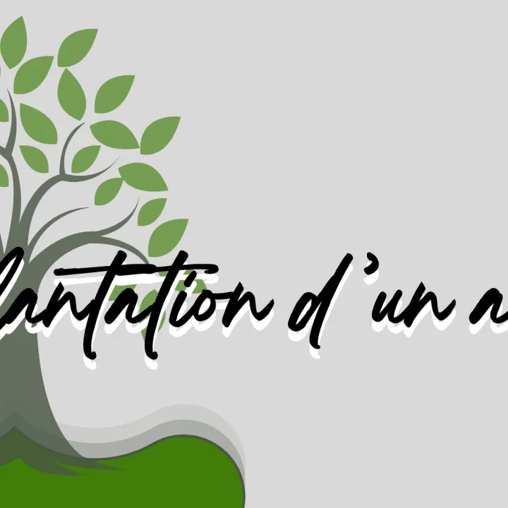 Plantation d'un arbre